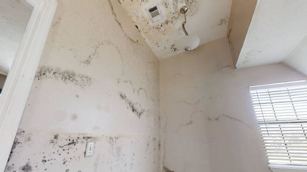 Best Comprehensive Air Testing for Mold Contaminants  in Leonardo, NJ