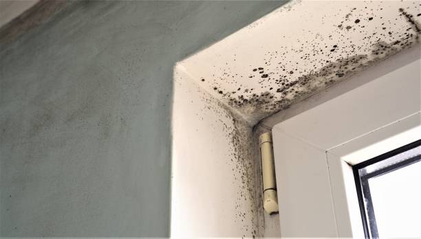 Leonardo, NJ Mold Removal Company