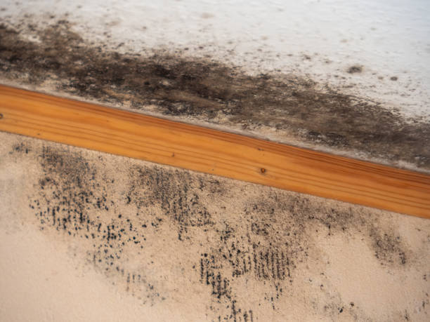 Best Mold Removal for HVAC Installations  in Leonardo, NJ