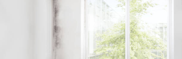 Best Industrial Mold Remediation  in Leonardo, NJ