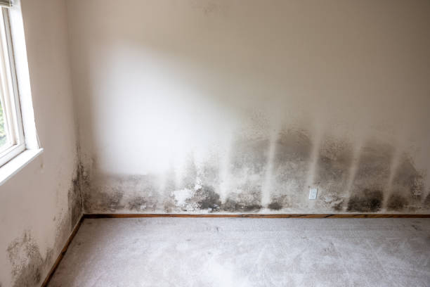 Best Real Estate Mold Inspection  in Leonardo, NJ