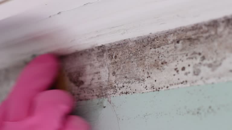 Best Mold Odor Removal Services  in Leonardo, NJ
